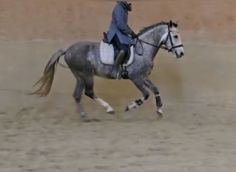 Andaluces Mestizo, Caballo castrado, 5 años, 153 cm, Tordo