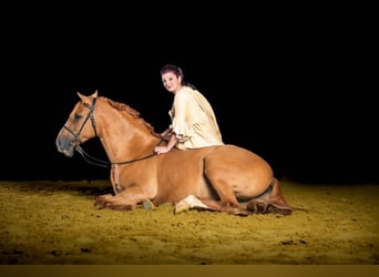 Andaluces, Caballo castrado, 5 años, 154 cm, Alazán