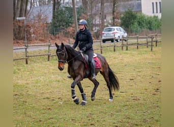 Andaluces, Caballo castrado, 5 años, 154 cm, Castaño oscuro