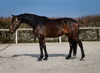 Andaluces, Caballo castrado, 5 años, 154 cm, Castaño oscuro