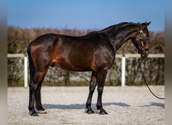 Andaluces, Caballo castrado, 5 años, 154 cm, Castaño oscuro