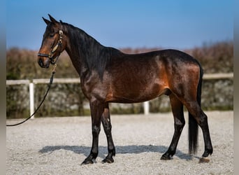 Andaluces, Caballo castrado, 5 años, 154 cm, Castaño oscuro