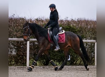 Andaluces, Caballo castrado, 5 años, 154 cm, Castaño oscuro