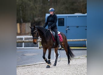 Andaluces, Caballo castrado, 5 años, 154 cm, Castaño oscuro