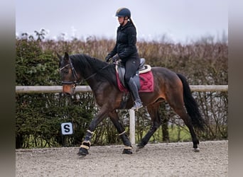 Andaluces, Caballo castrado, 5 años, 154 cm, Castaño oscuro
