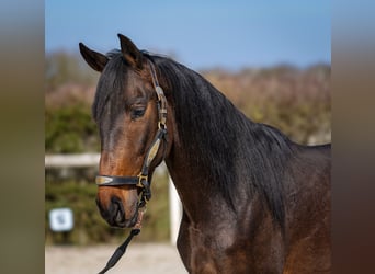 Andaluces, Caballo castrado, 5 años, 154 cm, Castaño oscuro