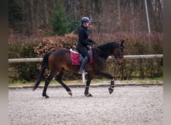 Andaluces, Caballo castrado, 5 años, 154 cm, Castaño oscuro