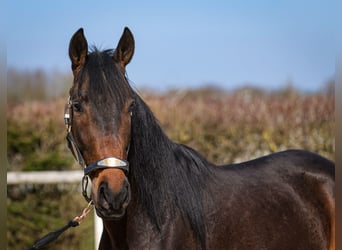 Andaluces, Caballo castrado, 5 años, 154 cm, Castaño oscuro