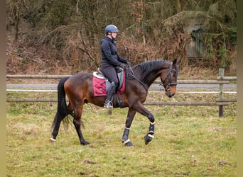 Andaluces, Caballo castrado, 5 años, 154 cm, Castaño oscuro