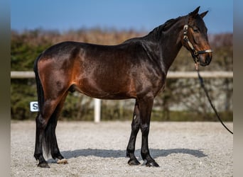 Andaluces, Caballo castrado, 5 años, 154 cm, Castaño oscuro