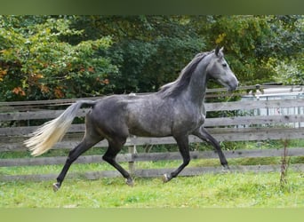 Andaluces, Caballo castrado, 5 años, 154 cm, Tordillo negro