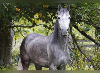 Andaluces, Caballo castrado, 5 años, 154 cm, Tordillo negro