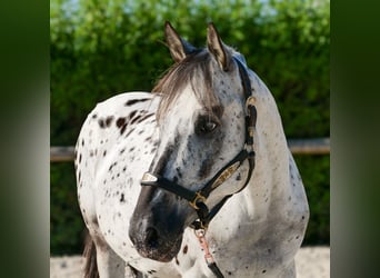 Andaluces, Caballo castrado, 5 años, 155 cm, Atigrado/Moteado