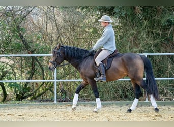 Andaluces, Caballo castrado, 5 años, 155 cm, Bayo