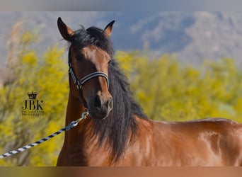 Andaluces, Caballo castrado, 5 años, 155 cm, Castaño