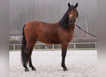 Andaluces, Caballo castrado, 5 años, 155 cm, Castaño