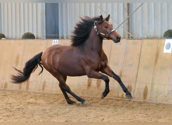 Andaluces, Caballo castrado, 5 años, 155 cm, Castaño