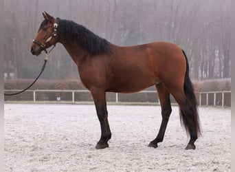 Andaluces, Caballo castrado, 5 años, 155 cm, Castaño