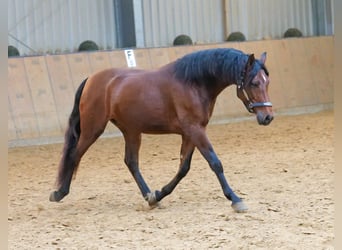 Andaluces, Caballo castrado, 5 años, 155 cm, Castaño