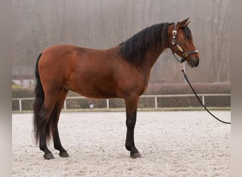 Andaluces, Caballo castrado, 5 años, 155 cm, Castaño