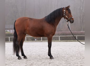 Andaluces, Caballo castrado, 5 años, 155 cm, Castaño