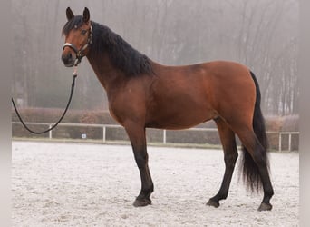 Andaluces, Caballo castrado, 5 años, 155 cm, Castaño