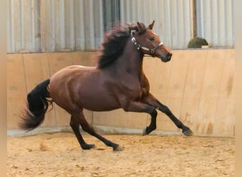 Andaluces, Caballo castrado, 5 años, 155 cm, Castaño