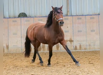 Andaluces, Caballo castrado, 5 años, 155 cm, Castaño