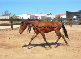 Andaluces, Caballo castrado, 5 años, 155 cm, Castaño