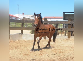 Andaluces, Caballo castrado, 5 años, 155 cm, Castaño