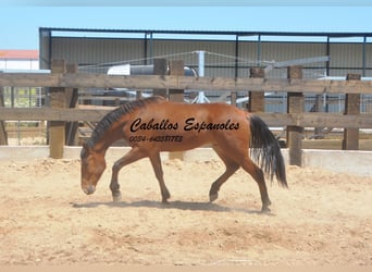 Andaluces, Caballo castrado, 5 años, 155 cm, Castaño