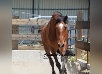 Andaluces, Caballo castrado, 5 años, 155 cm, Castaño