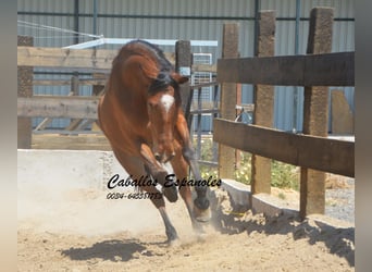 Andaluces, Caballo castrado, 5 años, 155 cm, Castaño