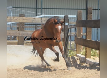 Andaluces, Caballo castrado, 5 años, 155 cm, Castaño