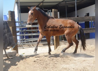 Andaluces, Caballo castrado, 5 años, 155 cm, Castaño