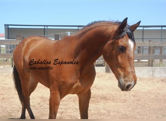 Andaluces, Caballo castrado, 5 años, 155 cm, Castaño