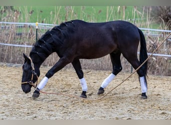 Andaluces, Caballo castrado, 5 años, 155 cm, Negro