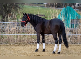 Andaluces, Caballo castrado, 5 años, 155 cm, Negro