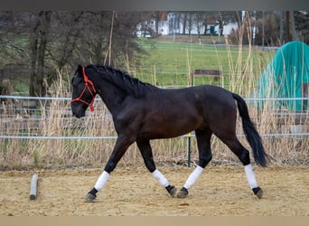 Andaluces, Caballo castrado, 5 años, 155 cm, Negro
