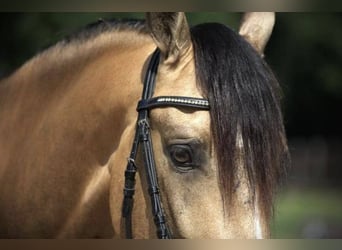 Andaluces, Caballo castrado, 5 años, 156 cm, Buckskin/Bayo
