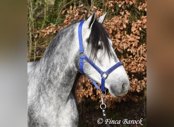 Andaluces, Caballo castrado, 5 años, 156 cm
