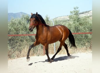 Andaluces, Caballo castrado, 5 años, 156 cm, Castaño