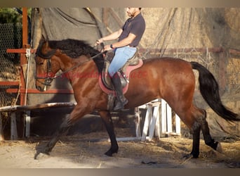 Andaluces, Caballo castrado, 5 años, 156 cm, Castaño