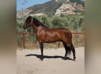 Andaluces, Caballo castrado, 5 años, 156 cm, Castaño