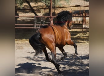 Andaluces, Caballo castrado, 5 años, 156 cm, Castaño