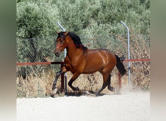 Andaluces, Caballo castrado, 5 años, 156 cm, Castaño