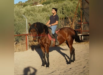 Andaluces, Caballo castrado, 5 años, 156 cm, Castaño
