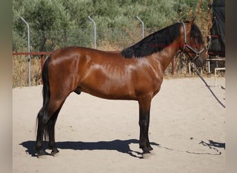 Andaluces, Caballo castrado, 5 años, 156 cm, Castaño