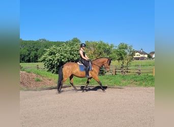 Andaluces Mestizo, Caballo castrado, 5 años, 156 cm, Castaño