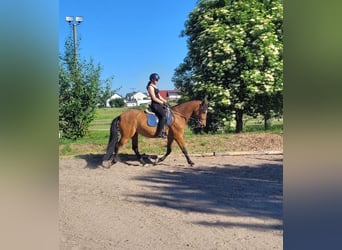 Andaluces Mestizo, Caballo castrado, 5 años, 156 cm, Castaño